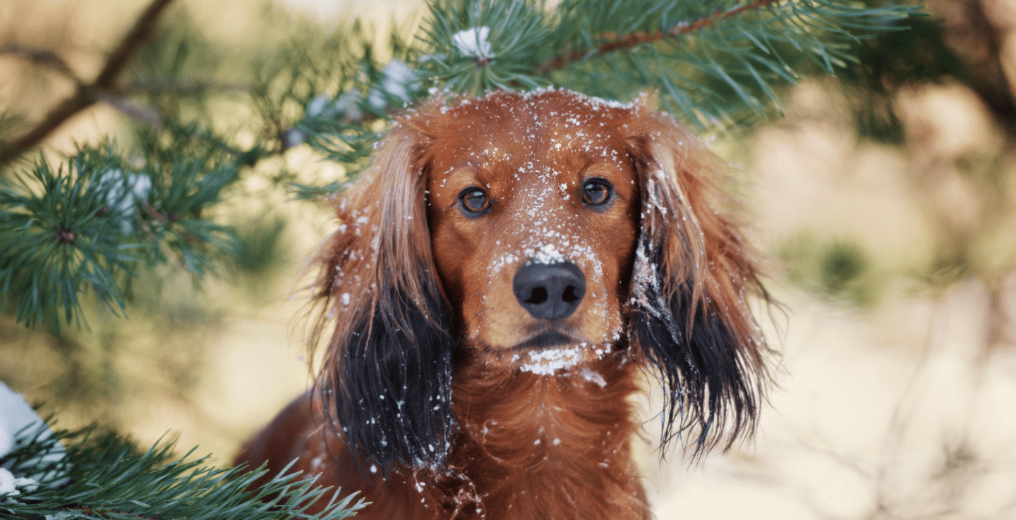 A dog with snow dotted on his face with a tree branch behind him 